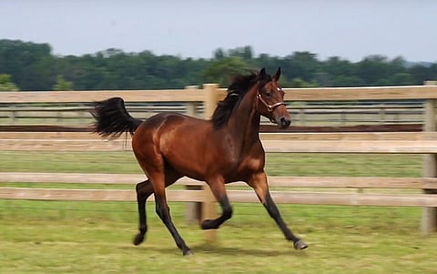 Aristoteles Face on kallein huutokaupassa myyty ravurivarsa Euroopassa. (Kuva: Kolgjini Sales)