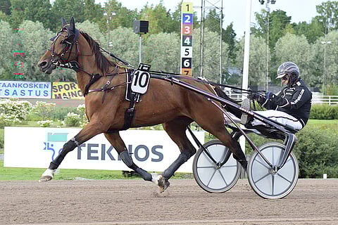 Piquant Stride pystyy illalla voittoon.