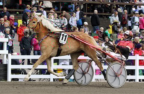 Nelivuotiaiden suomenhevosten kovimmissa lähdöissä totosijoja napsinut Suvin Sametti ei päässyt helpolla tammojenkaan joukossa.