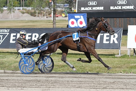 Seinäjoella ajettavassa viidennessä kohteessa kilpaileva Hamlet Star on alustavan prosenttijakauman perusteella kierroksen pelatuin hevonen.