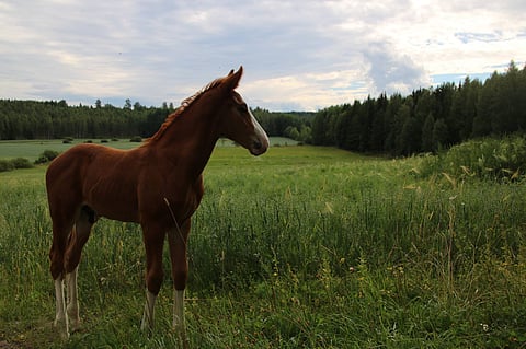 Kukas se siinä kuikuilee elämänsä keväässä?