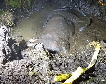 Elvariina ehti käväistä jo syvällä liejussa ennenkuin se onnistuneesti saatiin pelastettua ojan pohjasta. Kuva Piia Perälä