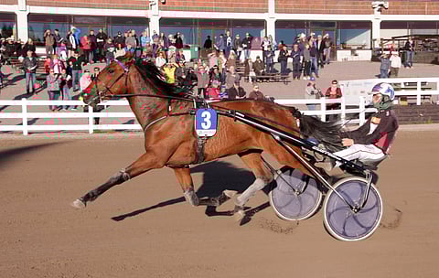 Tingaling. Kuva: Iita-Maria Ahtiainen