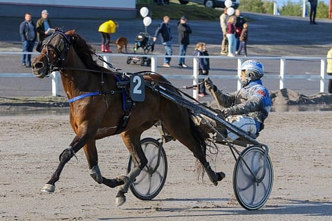Sahara Sandstorm sisaruksineen on ristitty musiikkikappaleiden mukaan. Kuva: Anu Leppänen
