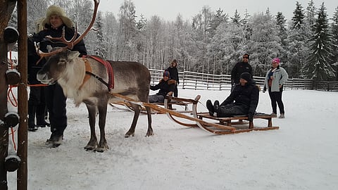 Tim Tetrick harjoitteli Konttaniemen porotilalla Tapio Hoikan opastuksella, miten ajetaan porolla.