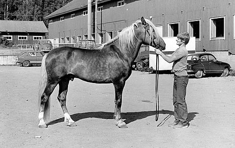 Apeli orinäyttelyssä vuonna 1979. Kuva: HU:n arkisto