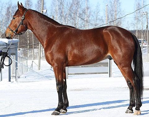 Stoneisle Quidam Hevosurheilun 3-vuotisesittelyyn kuvattuna kaksi vuotta sitten. Se oli tuolloin Jussi Rämön tallissa.