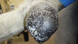 Kimosyöpäpatti häntäruodossa. 