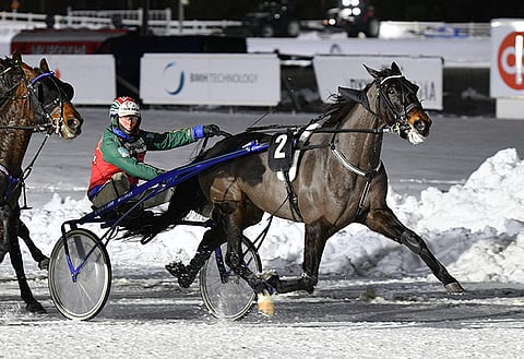 Trouble Leader on myös hyvä talvihevonen.