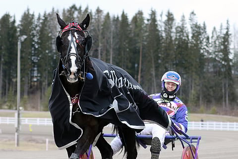 Tammavaltikan ensimmäisen kutsun hyväksyi Koivusten tallin huipputamma Selene Lune. Kuva: Anu Leppänen
