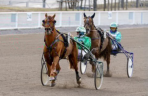 Nappijuoksun saanut Sheikki ei pysynyt lopussa Lissun Eerikin tuntumassa.