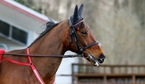 Willow Pride menetti Kuopiossa 15.5. juoksemansa 10 000 euron palkinnon lääkeainerikkomuksen johdosta. 