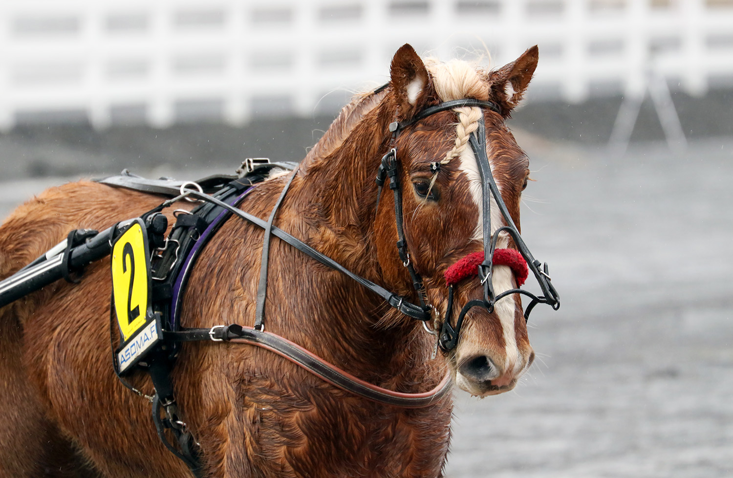 Aamos Hem voitti toiseksi viimeisimmän kilpailunsa Mikkelissä.