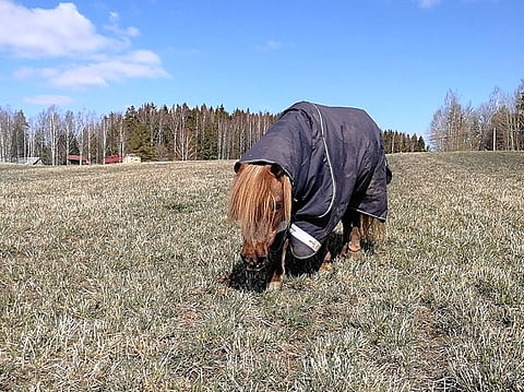 Ponitähtien talliin aikanaan nimetty 27-vuotias raviponi Billy SWE nauttii auringon lämmöstä kotilaitumellaan Vihdissä.