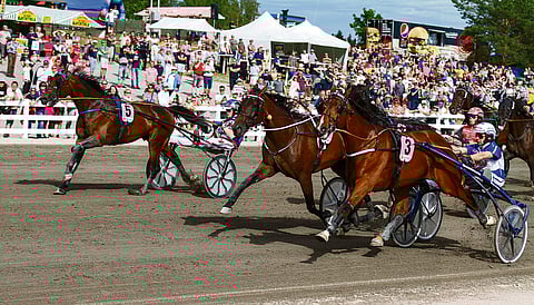 Hachiko de Veluwe kurkotti Suur-Hollola-ajon parhaaksi vuonna 2019, vaikka Ranch Kelly laittoi kampoihin. Kuva: Roosa Lindholm.