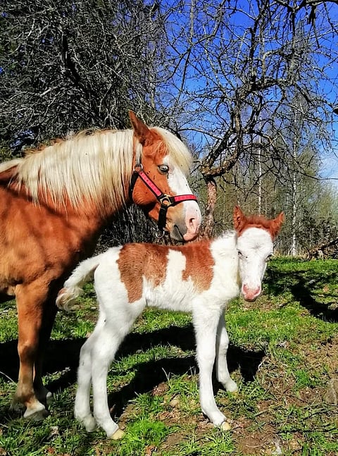 Omina K.L. ja sen viikon ikäinen orivarsa. Varsalla on hyvin tunnistettavat merkit ja se on russiksi harvinaisen värinen. Kuva kasvattajalta.