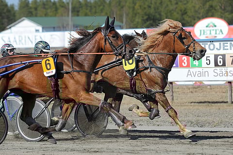 Kylmä- ja lämminveristen sekalähtö Teivossa
