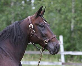 Lexus Font. Kuva: Risto Salmela.