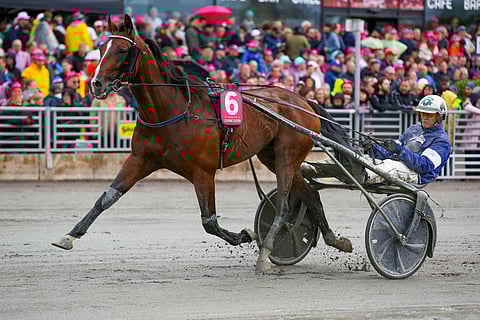 Looking Superb Elitloppetissa 2019. Kuva: Jarno Unkuri