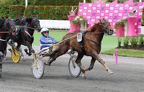 Love No Pain juoksee Örebron 75-pelin avauskohteessa. Kuva: Anu Leppänen
