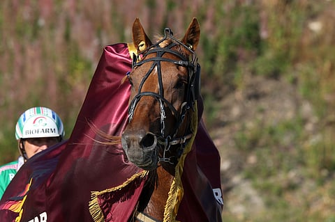 Akaasia odottaa ensimmäistään.