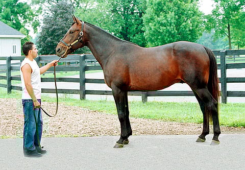 Muscles Yankee Perretti Farmilla New Jerseyssa vuonna 2008. Viime syksynä kotifarmilleen eläkepäiviä viettämään palannut ori kuoli 25-vuotiaana.