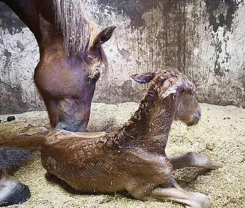 Pieni, napakka tammavarsa näki päivänvalon nelisen tuntia sitten. Kuva: Milla Pyysalo