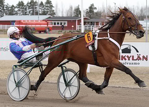 Amazing Soul elää siitostamman arkea. "Monta kertaa olen sen juoksuvideoita katsonut ja porannut", Jukka Kinnunen sanoo kilpauraa lämmöllä muistaen. Kuva: Jarno Unkuri.