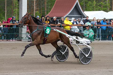 Conny Sisu kilpailee lauantain avainhevosena.