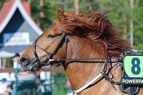 Lakan Leija on noussut ryminällä suomenhevostammojen huipulle.