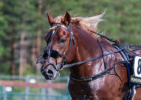 Parvelan Retulla siemennettiin viime kaudella 101 tammaa, ja lisää on tänä kesänä luvassa.
