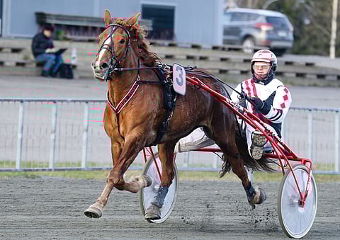 Piskon Pouta antoi vahvan kuninkuusravinäytön jo toukokuussa Joensuussa voittamalla täyden voltin ajalla 25,8.