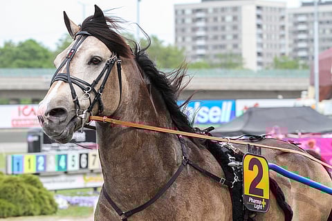 Jan-Olov Perssonin valmentama Smedheim Solan tuo ruotsalaisväriä Powerparkin Juhannusmailille. Kuva: Jarno Unkuri.