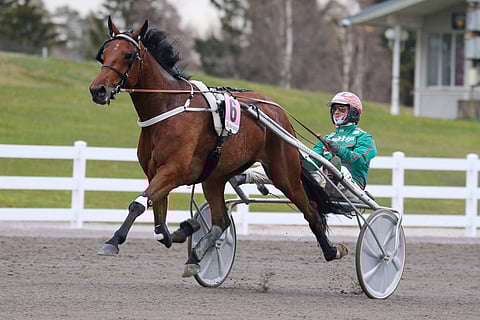 Stonecapes Queila ja Hannu Torvinen ovat valmiit haastamaan kivenkovat suosikit.