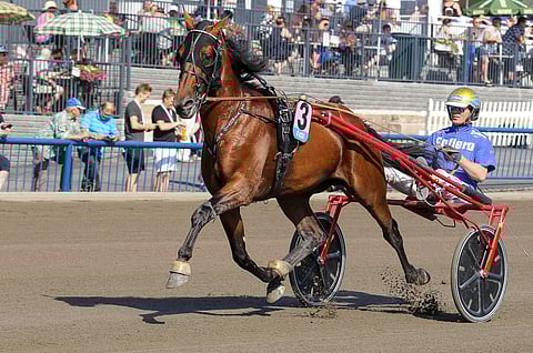 Vitruvio kilpailee sunnuntaina. Kuva: Anu Leppänen