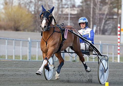 Vuvuzela on menestynyt Seppo Suurosen tallista hienosti erityisesti talvisin ja keväisin, mutta kuningatarkilpailussa tammaa ei ole vielä nähty.