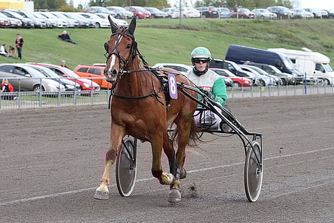Arto Hammarin ohajstama Hollaus kilpailee ylisarjassa, mutta voitto ei ole mahdottomuus.