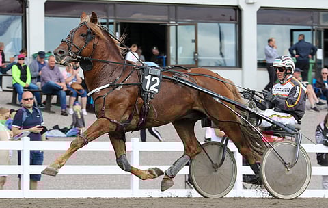 Larvan Hurmos oli uljas ilmestys ja hieno kilpahevonen. Se voitti 134 startistaan 32 ja tienasi 133 880 euroa.