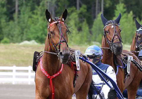 Mascate Match on voittanut tällä kaudella seitsemän kilpailua ja sijoittunut kerran toiseksi.
