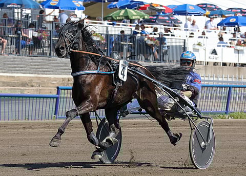 Sahara True Lies (4) on juossut koko ikänsä kovissa ikäluokkalähdöissä. 3-vuotiskauden tienestit olivat muhkeat 44 500 euroa.