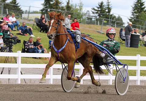 Virin Camilla muistetaan vuoden 2020 ravikuningattarena. Se tienasi urallaan radoilta 275 530 euroa.