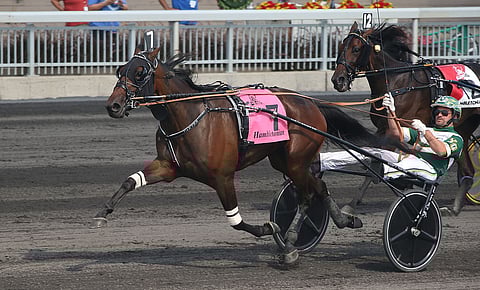 Hambo Oaksin sankaritar Sorella teki perjantaina 3-vuotiaiden tammojen Kanadan ennätyksen. (Kuva: HU arkisto)