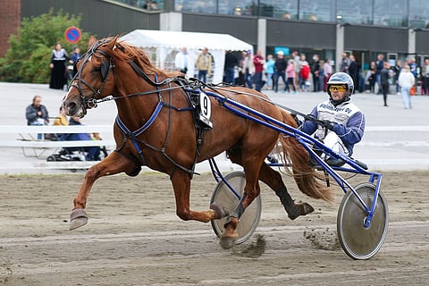 Vauhdikas Callex on Kouvolan Toto5-rivin varma. Arkistokuvassa ori Jani Ruotsalaisen ajamana.