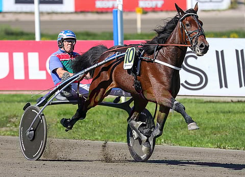 Ifa Racingin Didi Dam on jättänyt toistaiseksi Suomen kaviourat ja menestyy mukavasti Ruotsissa.