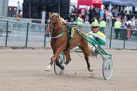 Teemu Okkolinin valmentama ja ohjastama Vilkkeen Velmu ei ole vielä tänä vuonna jäänyt ilman totosijaa. Kuva: Anu Leppänen