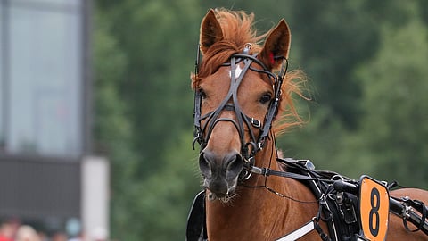 Lakan Leija on  tammaryhmässä sopivan vähän pelattu. Kauden avausvoitto voi hyvinkin tulla jo tiistaina.