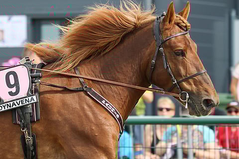 Pauhis on aloittanut tauolta äärimmäisen vakuuttavasti, ja se pystyy jatkamaan voittoputkessa. Kuva: Anu Leppänen