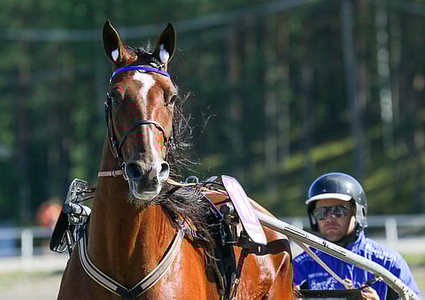 Juuso Holttisen tallin Piteraq on Magic Mondayn Toto65-varma takarivin lähtöpaikasta huolimatta.
