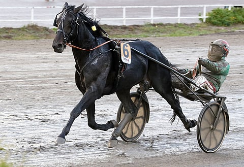 Run For Royalty voitti melkoisessa kurakelissä ajetun kriteriumin vuonna 2017. Tiistain olosuhteet muistuttivat tuota päivää, mutta Hannu Torvisen sijaan ohjastajana toimi Pekka Korpi.