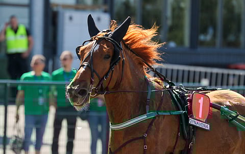 Säföörin kilpaura jatkuu Suvelan Tallin omistuksessa.